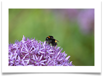 Just buzzing around digital - Jane Turner